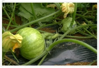 호박 재배 덩굴 유인 암꽃 관리 거름 주기_30