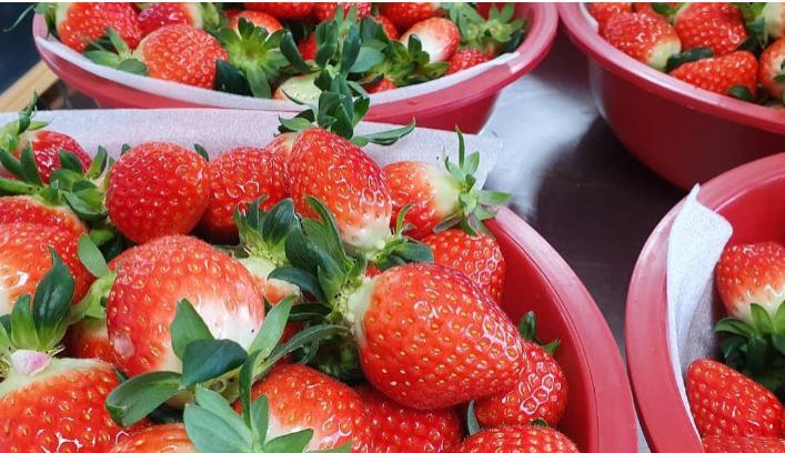 6시내고향 충북 진천 딸기 딸기잼 딸기청 파는 곳 전국 택배 온라인 전화 주문 추천