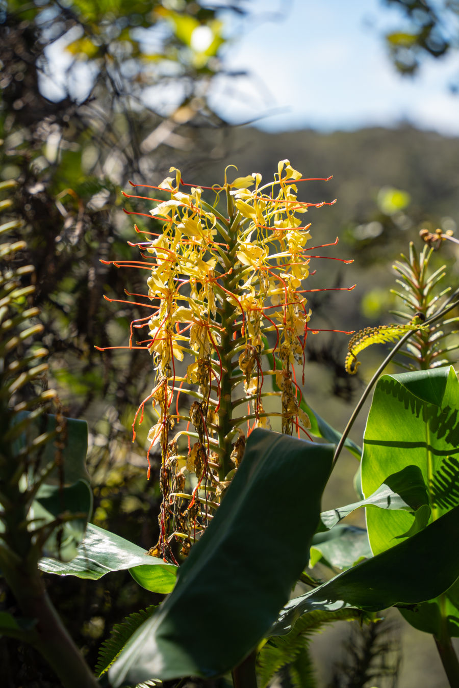 칼라우에아 이키 전망대