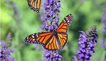 함평 나비축제 기간 및 입장료