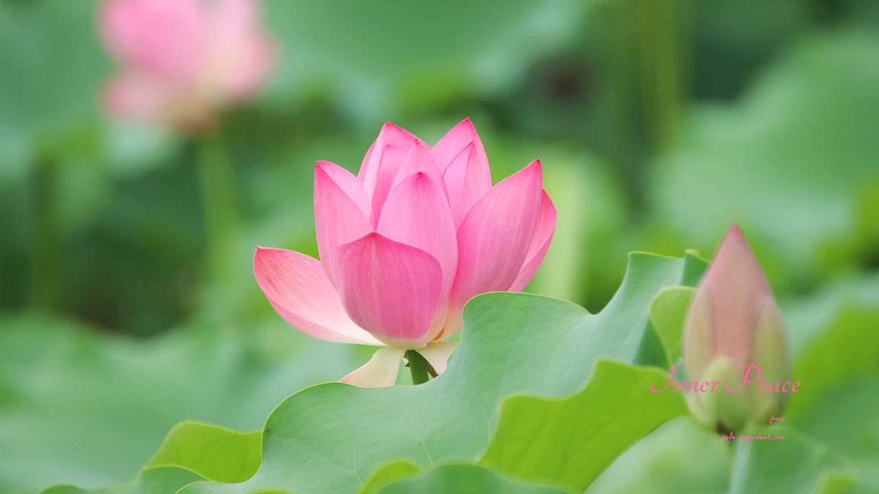 05 홍련 클로즈업 C - Inner Peace 연꽃배경화면