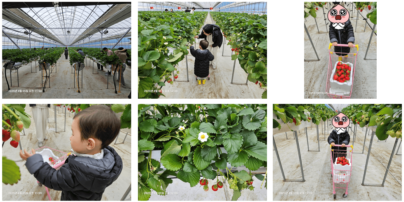 장스베리 딸기체험농장 딸기아이스크림 체험 99% 만족 후기 (1%는 무엇?)