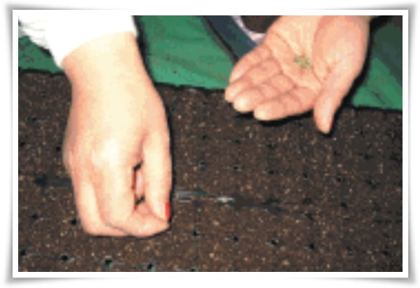 텃밭 "상추 키우기" 초보자도 쉽게 키우는 신선한 쌈 채소 재배의 모든 것!