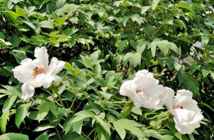 당진 삼선산수목원