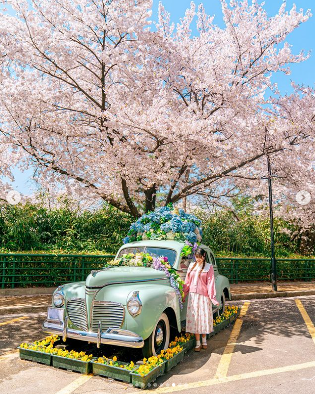 이월드 벚꽃축제