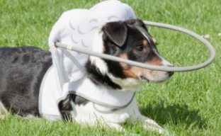 시각장애인 강아지의 훈련: 사랑과 인내로 가능한 변화