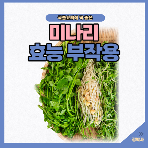 미나리 효능 부작용