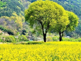 옥천 친수공원 유채꽃 