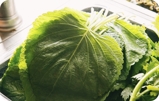 깻잎-효능-부작용