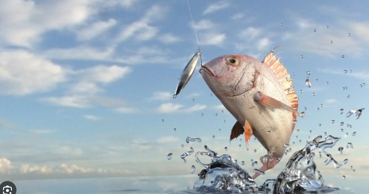 고기가 메탈 어시스트훅에 걸려 올라온 사진