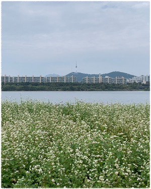 서래섬