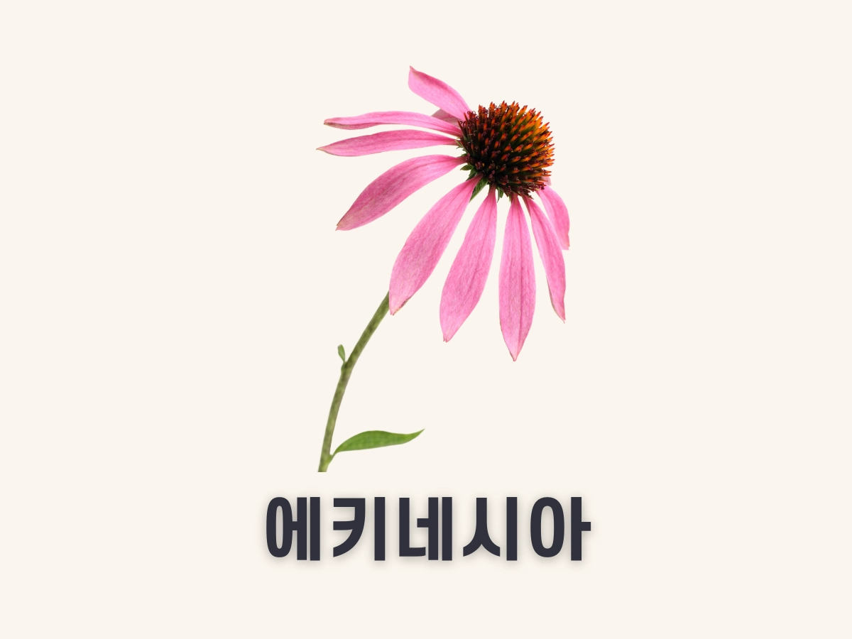 에키네시아