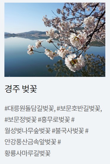 경주 벚꽃 명소