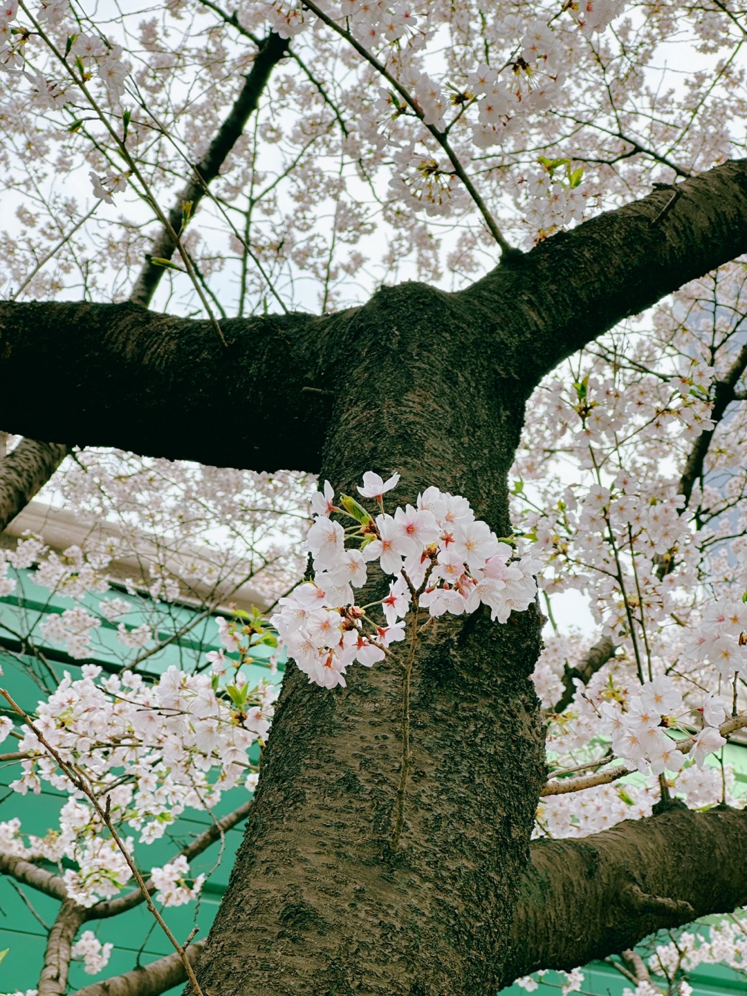 신대방역 벚꽃길