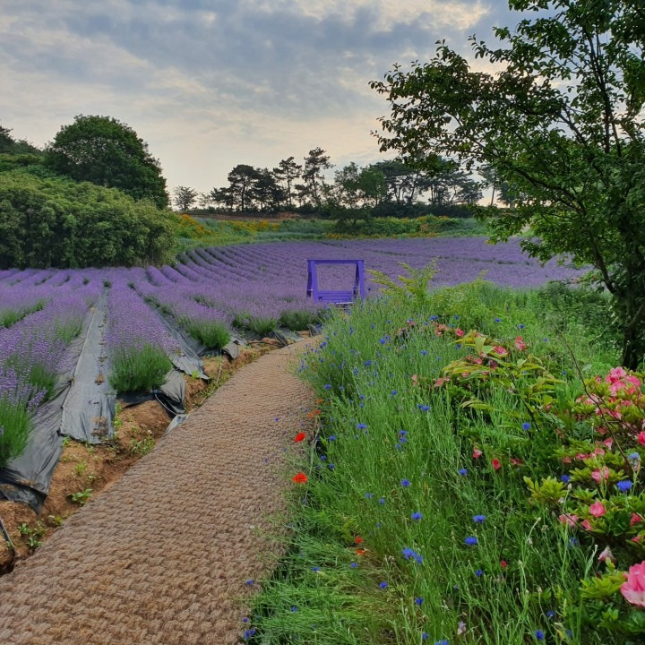 2025 고창청농원 라벤더 축제