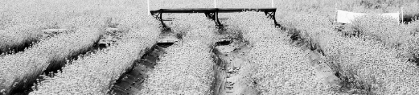 라벤더 개화시기 (이른 경우): 6월 중순 ~ 6월 하순