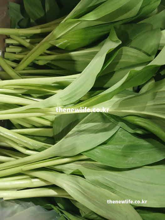 명이나물 효능 부작용 알리신