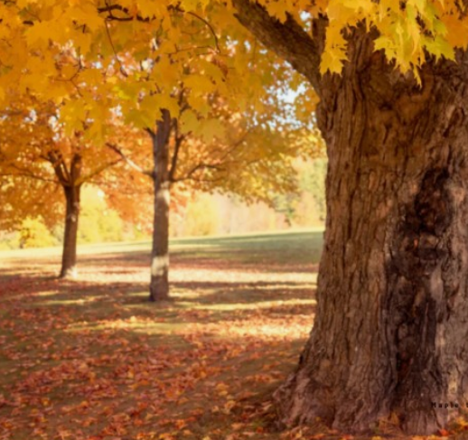 2024 유명한 산 단풍 시기