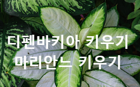 디펜바키아 식물키우기 마리안느 특징 및 이점