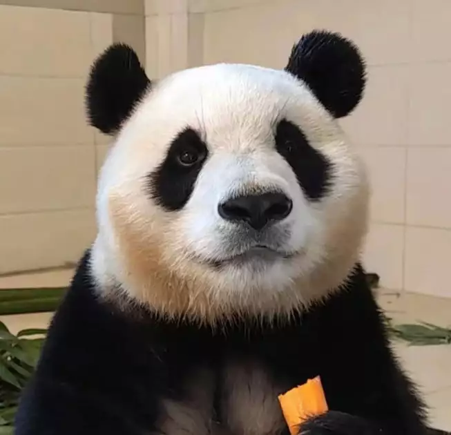 사랑스런 중국에서의 푸바오