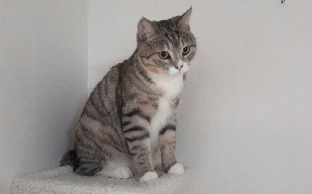 코리안숏헤어-고등어-태비