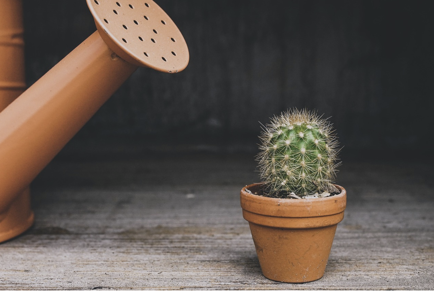 반려동물과 함께 키워도 안심할 수 있는 식물 베스트