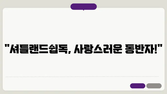 셔틀랜드 쉽독