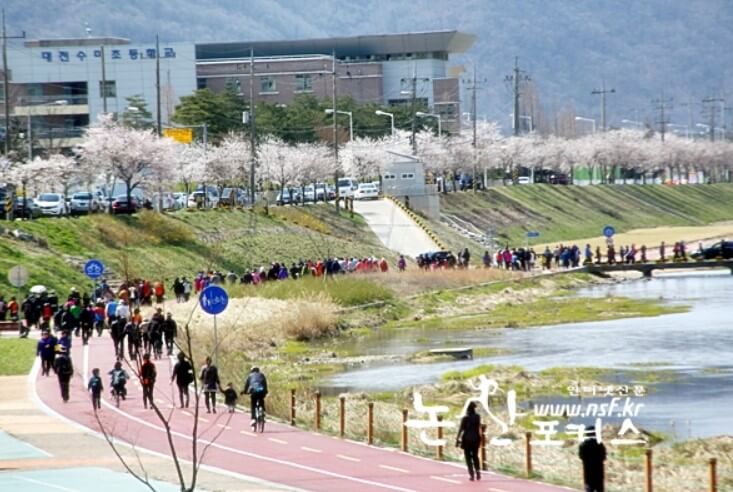 갑천변 벚꽃길