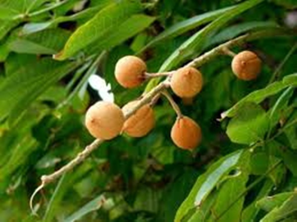 보리수 열매 먹는법