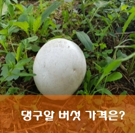 댕구알 버섯