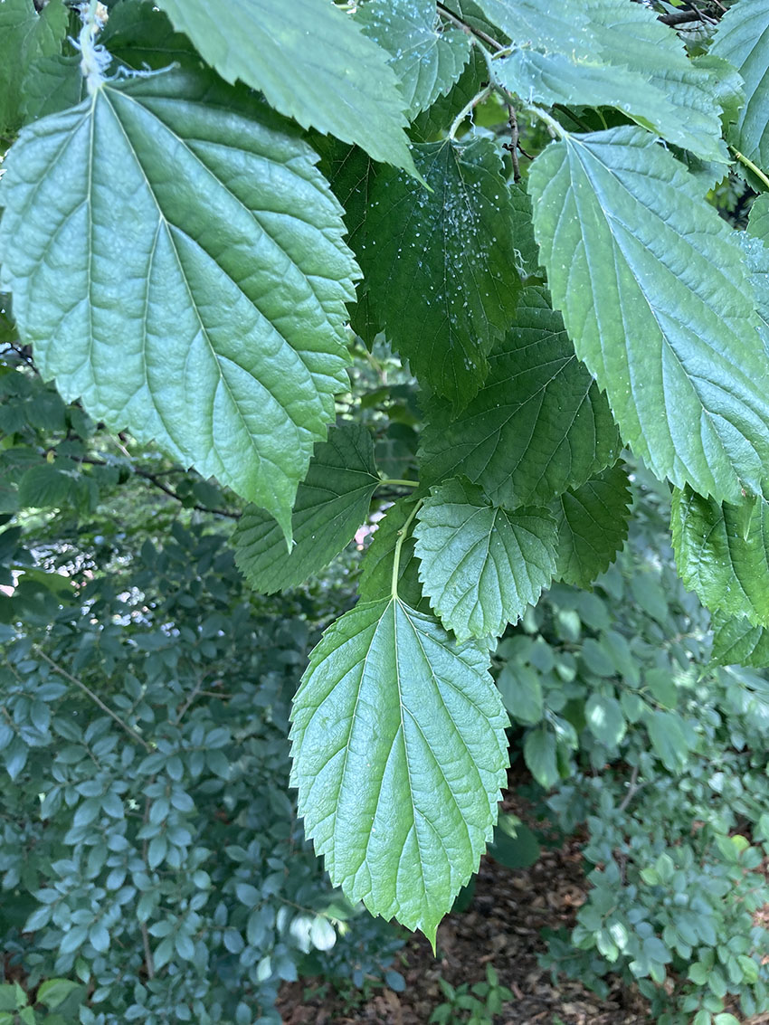 산뽕나무