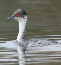 기후변화가 후닌 논병아리의 알 부화율에 미치는 장기적 영향