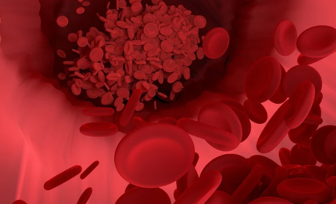 혈관속 적혈구