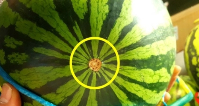 수박-당도-확인-꿀팁