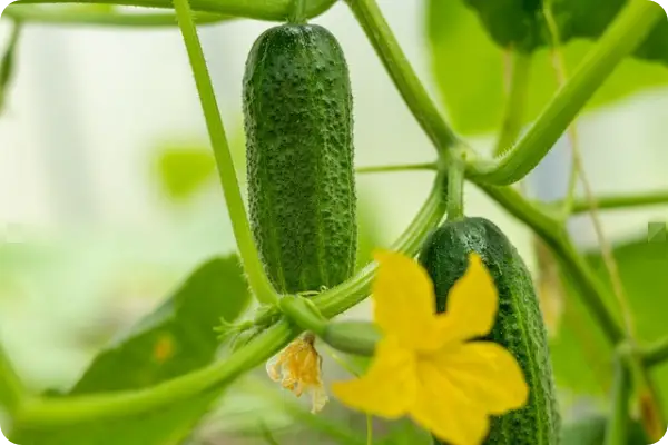 오이지 담그는 방법