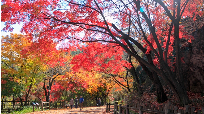 남산둘레길에 단풍이 물든 풍경
