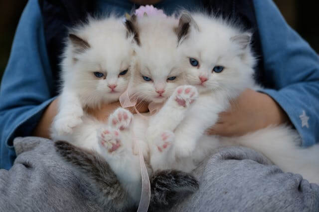 고양이 꿈 해몽의 의미