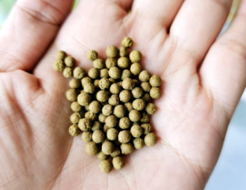 양배추 소화기 1