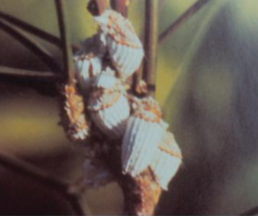 이세리아깍지벌레