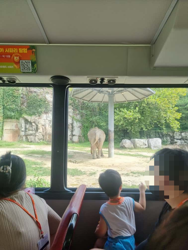 오월드 사파리 코끼리