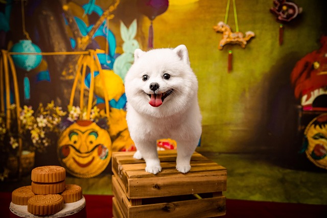 반려동물지원금 관련 사진