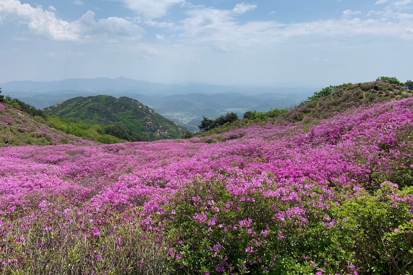5월 황매산 철쭉 현황