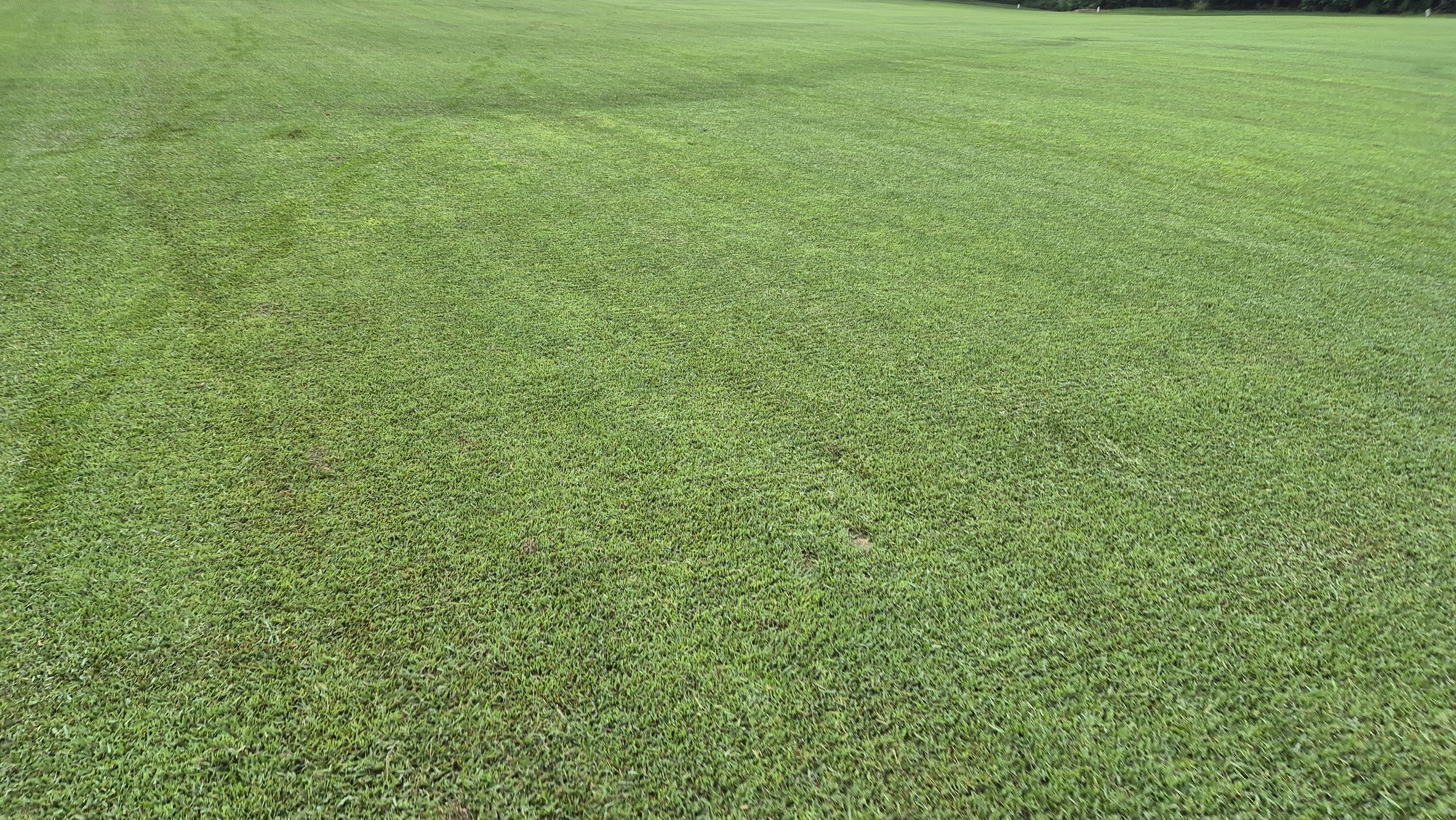 도고cc 코스 관리상태