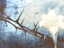 가시덤블 속에 핀 백합 사진