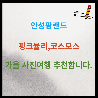 안성팜랜드 핑크뮬리,코스모스 가을 사진여행 추천합니다.