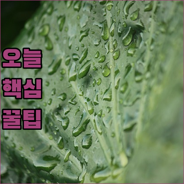 결혼식, 면접에 제격! 캐럿 남성 슬