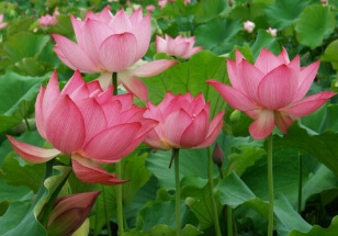 세미원 입장료 및 근처 맛집