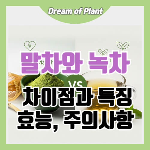 말차와 녹차 차이점 썸네일 이미지