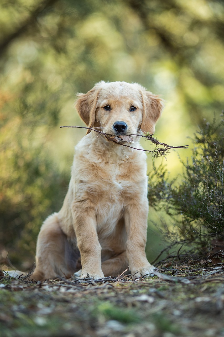 dog-1-9