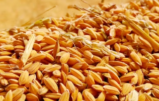 카뮤트 탈모와 당뇨에 대한 효능